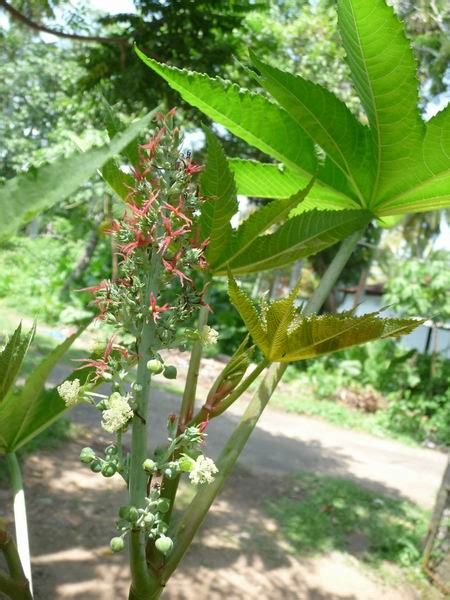 sepalika wattpad|Ayurvedic Plants of Sri Lanka: Plants Details.